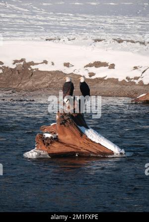 Zwei Weißkopfseeadler auf einem Baumstamm im Squamish River am Brackendale Eagle Run Vista Point in British Columbia, Kanada Stockfoto