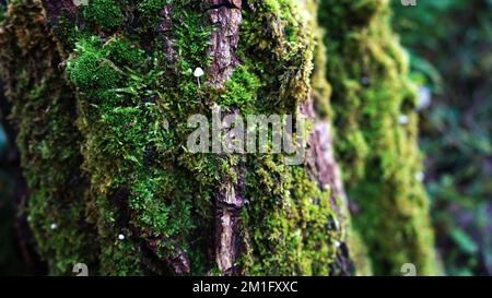 Winzige Pilze auf moosem Baumstamm Stockfoto