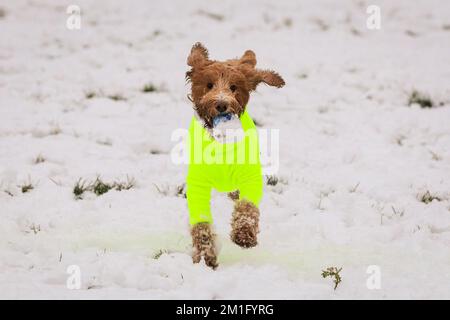 London, Großbritannien. 12.. Dezember 2022. Luna, ein 2-jähriger Cockapoo, rennt aufgeregt im Schnee herum und spielt Fangen, in einem netten, warmen, gelben Hundekostüm. (Erlaubnis, Hunde zu fotografieren) Hunde und ihre Besitzer haben Spaß im Schnee rund um Greenwich und Greenwich Park Today. Kredit: Imageplotter/Alamy Live News Stockfoto