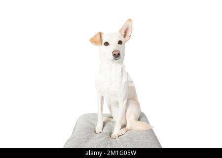 Porträt eines süßen Hundes, der sich auf einer bequemen Ottomane entspannt, isoliert vor weißem Hintergrund Stockfoto