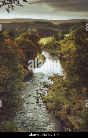 Herbstblick aus der Ferne flussaufwärts von River Wharfe, alte historische Ruinen des Barden Tower und Abendhimmel - Bolton Abbey Estate, Yorkshire Dales, England, Großbritannien. Stockfoto