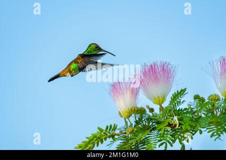 Grüner, glitzernder Kolibri, der über rosa und weißen Mimosablüten im blauen Himmel fliegt. Stockfoto
