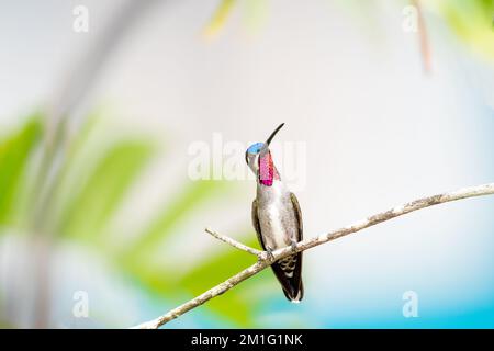 Heliomaster longirostris, farbenfroher Langschnabelkolibri mit rubinfarbenem Hals und einem hellen pastellfarbenen Hintergrund. Stockfoto
