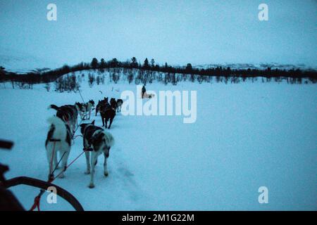 Hundeschlittenfahrt in der Region des Volkes der Sami im Abisko-Nationalpark in Schweden und Norwegen Stockfoto