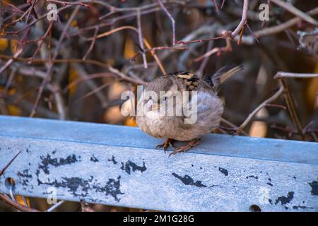 Sparrow Bird in einem Park in Norwegen, Oslo Stockfoto