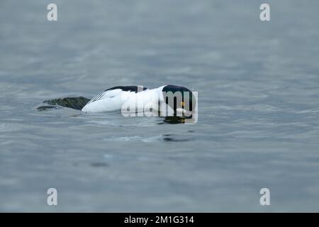 Goldaugen-Bucephala-Clangula, männlich, schwimmend, Hogganfield Loch, Glasgow, Schottland, Großbritannien, April Stockfoto