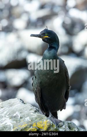 Europäischer Sack Gulosus aristotelis, Erwachsener hoch oben auf den Klippen, Lunga, Treshnish Isles, Schottland, Vereinigtes Königreich, Juni Stockfoto