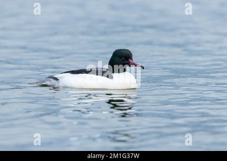 Gänsehaut Mergus merganser, männlicher Erwachsener, Hogganfield Loch, Glasgow, Schottland, Großbritannien, April Stockfoto