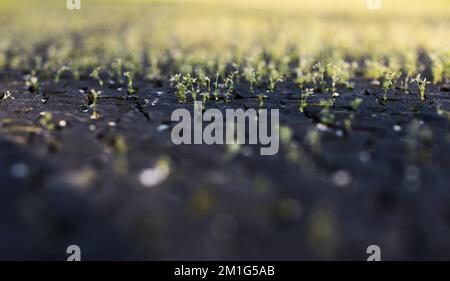 Hintergrundgras wächst durch Pflasterfliesen, das Konzept von Vernachlässigung und mangelnder Pflege, Gras und Pflasterstein. Straßenhintergrund einer alten Pflasterplatte w Stockfoto