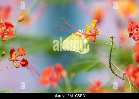 Farbenfrohes Foto eines gelben Schmetterlings, des wolkenlosen Schwefels, der Nektar von einer tropischen Blume im Sonnenlicht trinkt. Stockfoto