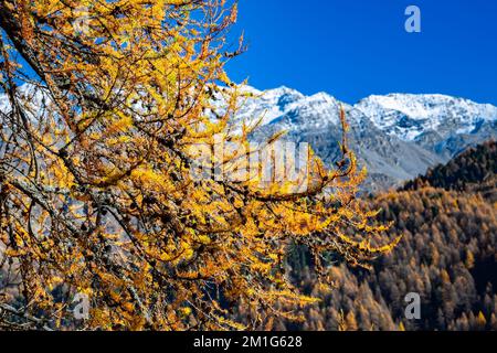 Wunderschöne gelborange Nadeln einer Lärche (Larix decidua) mit schneebedeckten Bergen im Hintergrund Stockfoto