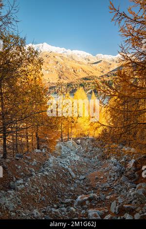 Blick auf einen getrockneten Bergbach mit Lärchen auf beiden Seiten in gelber Herbstfarbe. In der Nähe des Sils Lake in Engadine, Schweiz. Stockfoto