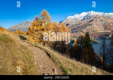 Wanderweg „Via Engiadina“ am Lake Sils in Engadin, Schweiz, umgeben von goldenen Lärchen und schneebedeckten Bergen Stockfoto