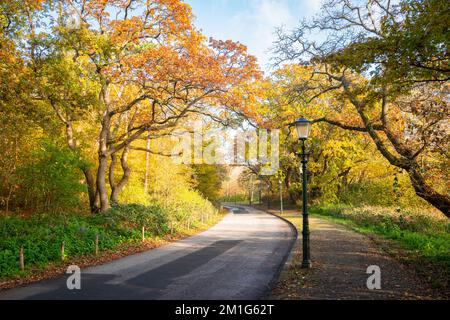 Malerischer Blick auf die Duinweg-Straße in Scheveningen, der Gemeinde Den Haag, mit Bäumen in wunderschönen Herbstfarben Stockfoto