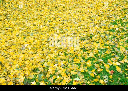 Gelbe Blätter von Ginkgo biloba auf dem Waldboden Stockfoto