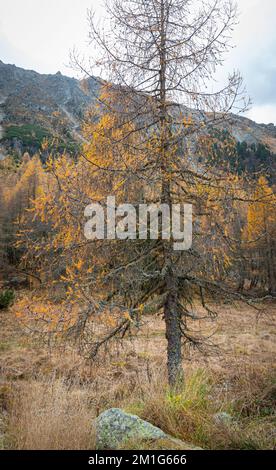Lärchenbaum in den Schweizer Alpen mit Nadeln in Herbstfarben, von denen die meisten bereits abgefallen sind. Stockfoto