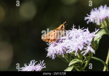 Fiery Skipper (Hylephila phyleus) Stockfoto