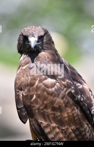 Nicht exklusiv: Eine Red Tail Hawk-Art, die in ihrem Lebensraum während eines Artenschutzprogramms gesehen wird. Der Zoo hat 1803 Tiere in Chapultepe in Gefangenschaft Stockfoto