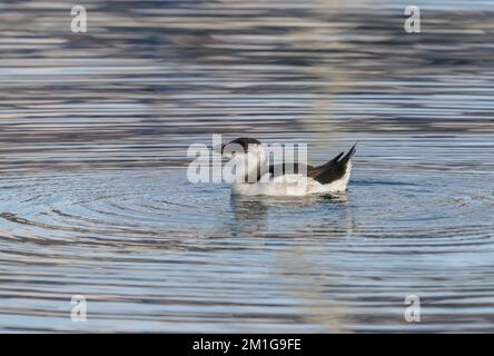 Winterender junger Razorbill, Rasierschnabelauk oder Little auk (Alca torda) in einem Hafen in Andalusien, Spanien. Stockfoto