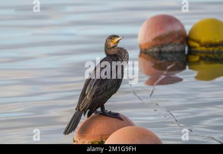 Großer Kormoran (Phalacrocorax carbo), der auf einer Boje ruht, Andalusien, Spanien. Stockfoto