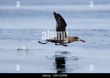 Ein schwarzer Albatros verläuft beim Start in der Nähe des Grays Canyon, Bundesstaat Washington, entlang der Wasseroberfläche. Stockfoto
