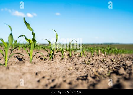 Junge grüne Maispflanzen auf landwirtschaftlichen Feldern. Maispflanzen wachsen in Reihen. Landwirtschaft. Stockfoto