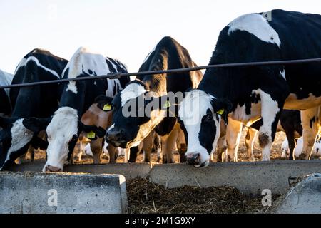 Landwirtschaft, Tierzucht Konzept. Kühe auf einem Bauernhof. Milchkühe fressen frisches Heu. Kuhstall im Freien mit melkenden Kühen, die Heu fressen. Stockfoto