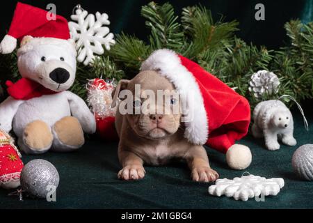 Kleiner süßer, neugieriger, brauner, amerikanischer Rüpel mit weihnachtsmannmütze neben weihnachtsbaum und Eisbär, Spielzeug, Schneeflocken, Engel. Weihnachten und New Yea Stockfoto