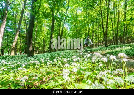 Bukova (Bixard): Blühender wilder Knoblauch (Allium ursinum), Wald, Mountainbiker in Male Karpaty (kleine Karpaten), Slowakei Stockfoto
