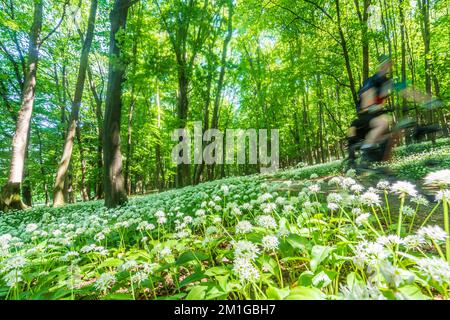 Bukova (Bixard): Blühender wilder Knoblauch (Allium ursinum), Wald, Mountainbiker in Male Karpaty (kleine Karpaten), Slowakei Stockfoto