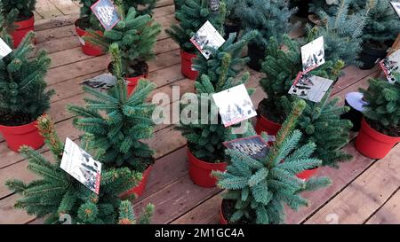 Moskau, Russland, Januar 2021: Kleine Setzlinge von blauen Fichtenbäumen in roten Töpfen, Holzboden, Weihnachtsbäume Verkauf. Stockfoto