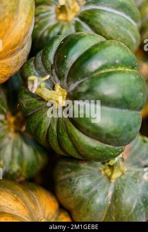 Nahaufnahme frisch geernteter Kürbisse vom Landwirt. Stockfoto