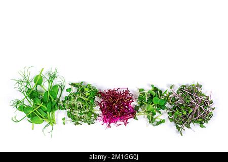 Mikrogrüne Sprossen aus Rucola, Senf, Rettich, Erbse, Amaranth in Sortiment auf hellem Hintergrund. Speicherplatz kopieren. Stockfoto