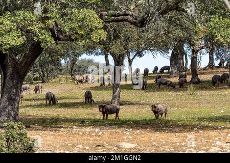 Iberische Schweine grasen zwischen den Eichen auf den Feldern von Membrio, Extremadura in Spanien, Europa Stockfoto