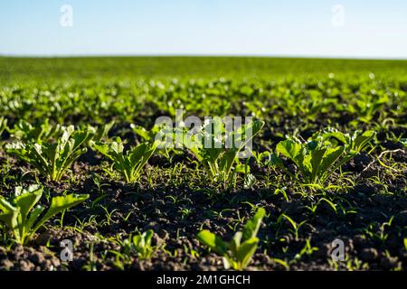 Blätter junger Setzlinge von Rübenwurzeln. Frische grüne Rote Bete-Blätter. Eine Reihe grüner junger Rübenblätter, die im ökologischen Betrieb wachsen. Stockfoto