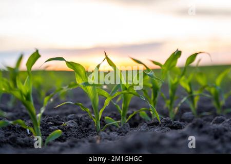 Bei Sonnenuntergang wachsen junge grüne Maissprossen aus nächster Nähe im Boden auf dem landwirtschaftlichen Feld. Stockfoto