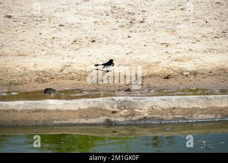 A Willie Wagtail (Rhipidura leucophrys) in Sydney, NSW, Australien (Foto: Tara Chand Malhotra) Stockfoto