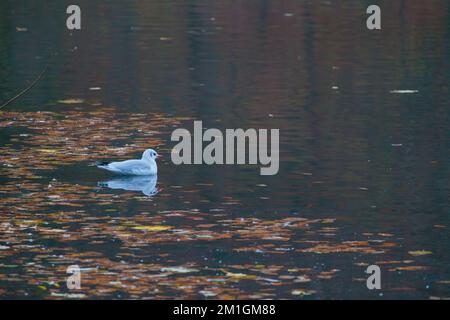 Im Nationalpark schwimmende Möwen im See Stockfoto