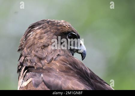 Eine Red Tail Hawk Art, die während eines Artenschutzprogramms in ihrem Lebensraum gesehen wurde. Der Zoo hat 1803 Tiere in Gefangenschaft im Chapultepec Zoo./Eyepix Group (Kreditbild: © Carlos Tischler/Eyepix via ZUMA Press Wire) Stockfoto