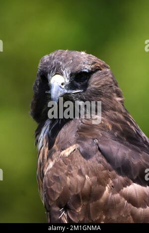 Eine Red Tail Hawk Art, die während eines Artenschutzprogramms in ihrem Lebensraum gesehen wurde. Der Zoo hat 1803 Tiere in Gefangenschaft im Chapultepec Zoo./Eyepix Group (Kreditbild: © Carlos Tischler/Eyepix via ZUMA Press Wire) Stockfoto