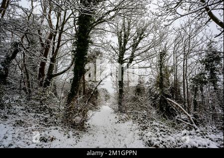 Zauberwald in den schneebedeckten South Downs in der Nähe des South Downs Way Stockfoto