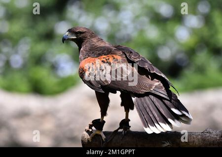 Eine Red Tail Hawk Art, die während eines Artenschutzprogramms in ihrem Lebensraum gesehen wurde. Der Zoo hat 1803 Tiere in Gefangenschaft im Chapultepec Zoo./Eyepix Group (Kreditbild: © Carlos Tischler/Eyepix via ZUMA Press Wire) Stockfoto