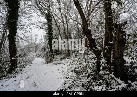 Zauberwald in den schneebedeckten South Downs in der Nähe des South Downs Way Stockfoto