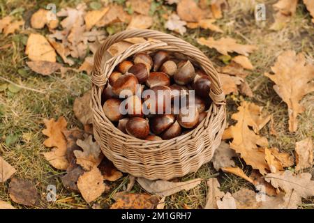 Nahaufnahme der Kastanienernte in Herbststimmung mit Korbweiden Stockfoto