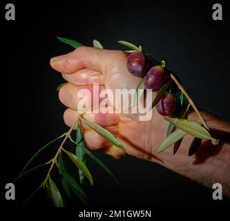 Eine starke menschliche Hand, die reife Oliven presst Stockfoto