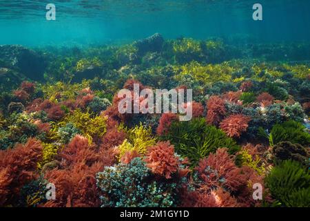 Farbenfrohe Algen unter Wasser im Meer, Naturszene, Atlantik, Spanien, Galicien Stockfoto