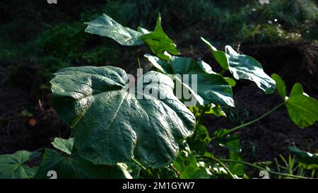 Riesige Blätter des großen Butterburs. Petasites hybridus Stockfoto