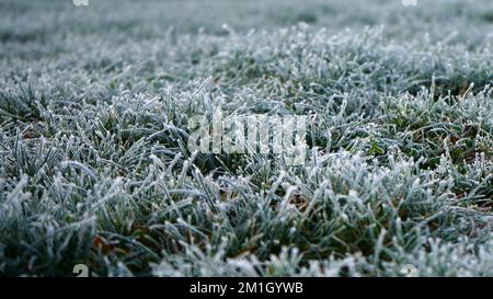 Wiese mit Gras bedeckt mit Frost an einem kalten Wintermorgen Stockfoto