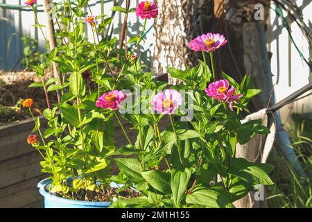 Cynia ist elegant im heimischen Garten. Cinnia Elegantes Violett, bekannt als Zinnia vulgaris, eine einjährige Pflanze im Garten. Stockfoto