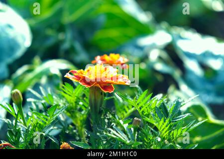 Orangefarbene und rote Tageten oder Ringelblumen im heimischen Garten. Tagesetes blüht an einem sonnigen Tag auf einem grünen Hintergrund eines Hausgartens. Stockfoto